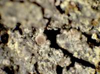 Caloplaca obscurella (J. Lahm) Th. Fr., Dryades Caloplaca obscurella (J. Lahm) Th. Fr.