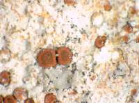 Caloplaca coccinea (Müll. Arg.) Poelt, Dryades Caloplaca coccinea (Müll. Arg.) Poelt