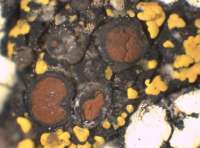 Caloplaca grimmiae (Nyl.) H. Olivier, Dryades Caloplaca grimmiae (Nyl.) H. Olivier