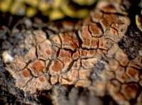 Caloplaca rubelliana (Ach.) Lojka, Dryades Caloplaca rubelliana (Ach.) Lojka