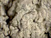 Ochrolechia alboflavescens (Wulfen) Zahlbr., Dryades Ochrolechia alboflavescens (Wulfen) Zahlbr.