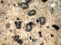 Alyxoria variiformis (Anzi) Ertz, Dryades Alyxoria variiformis (Anzi) Ertz