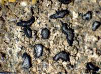 Alyxoria variiformis (Anzi) Ertz, Dryades Alyxoria variiformis (Anzi) Ertz