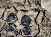 Eiglera flavida (Hepp) Hafellner, Dryades Eiglera flavida (Hepp) Hafellner