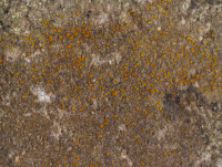 Xanthocarpia crenulatella (Nyl.) Frödén, Arup & Søchting, Dryades Xanthocarpia crenulatella (Nyl.) Frödén, Arup & Søchting