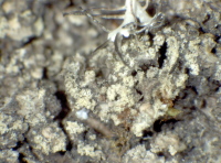 Caloplaca obscurella (J. Lahm) Th. Fr., Dryades Caloplaca obscurella (J. Lahm) Th. Fr.