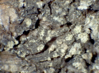 Caloplaca obscurella (J. Lahm) Th. Fr., Dryades Caloplaca obscurella (J. Lahm) Th. Fr.