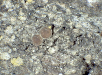 Caloplaca obscurella (J. Lahm) Th. Fr., Dryades Caloplaca obscurella (J. Lahm) Th. Fr.