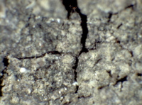 Caloplaca obscurella (J. Lahm) Th. Fr., Dryades Caloplaca obscurella (J. Lahm) Th. Fr.