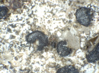 Alyxoria variiformis (Anzi) Ertz, Dryades Alyxoria variiformis (Anzi) Ertz