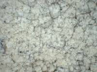Ochrolechia alboflavescens (Wulfen) Zahlbr., Dryades Ochrolechia alboflavescens (Wulfen) Zahlbr.