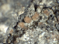 Caloplaca obscurella (J. Lahm) Th. Fr., Dryades Caloplaca obscurella (J. Lahm) Th. Fr.