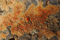 Caloplaca rubelliana (Ach.) Lojka, Dryades Caloplaca rubelliana (Ach.) Lojka