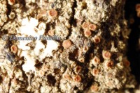 Caloplaca obscurella (J. Lahm) Th. Fr., Dryades Caloplaca obscurella (J. Lahm) Th. Fr.