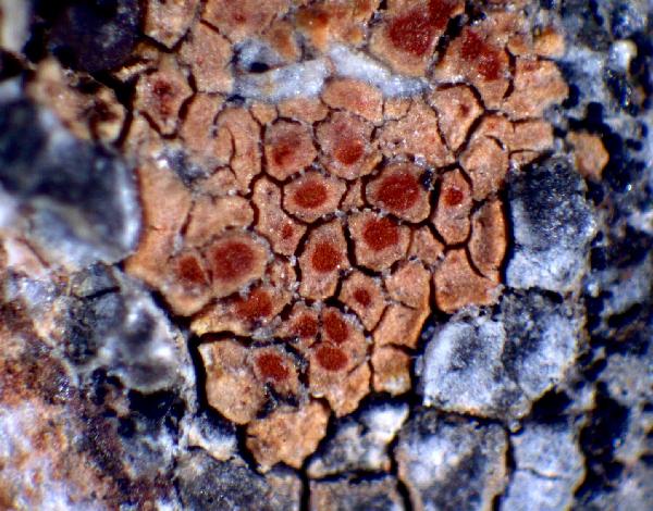 Caloplaca rubelliana (Ach.) Lojka, Dryades Caloplaca rubelliana (Ach.) Lojka
