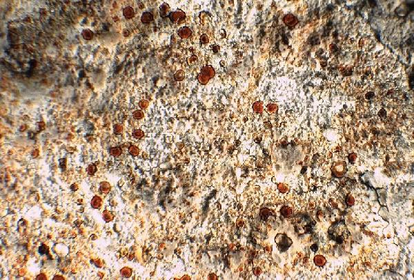 Caloplaca coccinea (Müll. Arg.) Poelt, Dryades Caloplaca coccinea (Müll. Arg.) Poelt