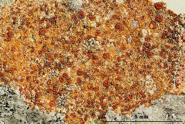 Caloplaca coccinea (Müll. Arg.) Poelt, Dryades Caloplaca coccinea (Müll. Arg.) Poelt