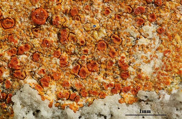 Caloplaca coccinea (Müll. Arg.) Poelt, Dryades Caloplaca coccinea (Müll. Arg.) Poelt