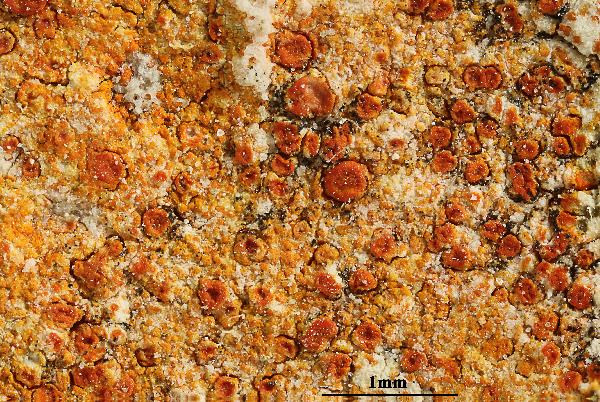 Caloplaca coccinea (Müll. Arg.) Poelt, Dryades Caloplaca coccinea (Müll. Arg.) Poelt