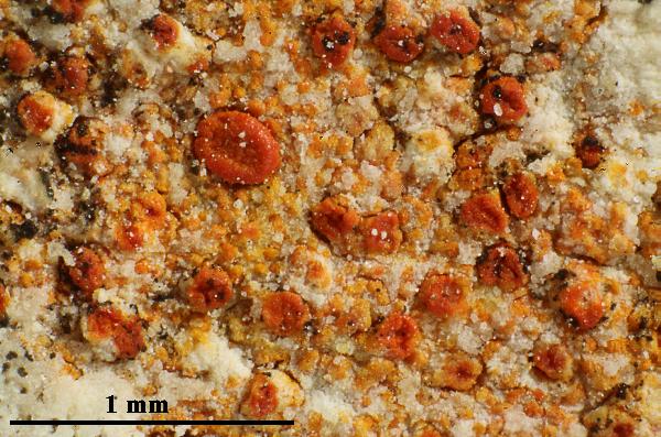 Caloplaca coccinea (Müll. Arg.) Poelt, Dryades Caloplaca coccinea (Müll. Arg.) Poelt