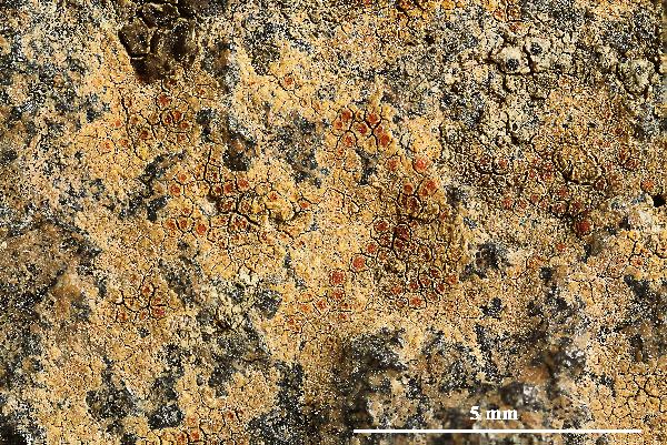 Caloplaca rubelliana (Ach.) Lojka, Dryades Caloplaca rubelliana (Ach.) Lojka