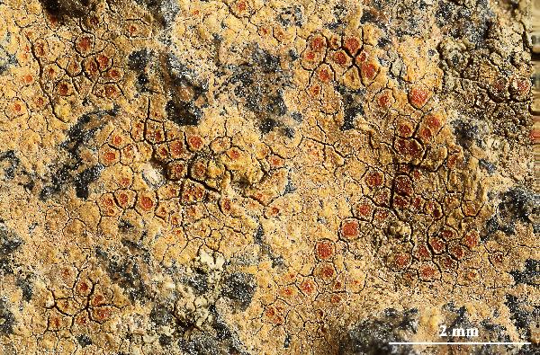 Caloplaca rubelliana (Ach.) Lojka, Dryades Caloplaca rubelliana (Ach.) Lojka