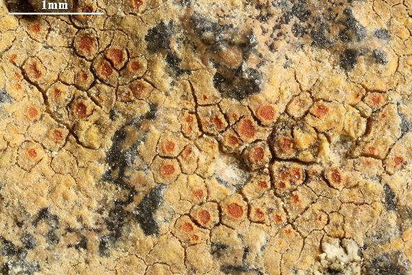 Caloplaca rubelliana (Ach.) Lojka, Dryades Caloplaca rubelliana (Ach.) Lojka
