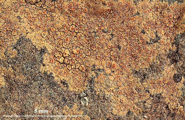 Caloplaca rubelliana (Ach.) Lojka, Dryades Caloplaca rubelliana (Ach.) Lojka