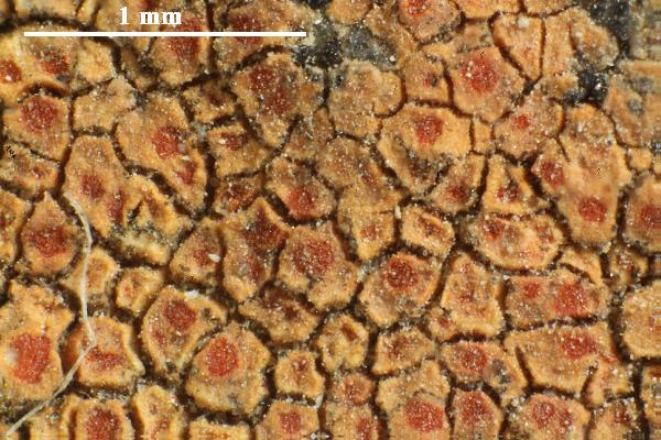 Caloplaca rubelliana (Ach.) Lojka, Dryades Caloplaca rubelliana (Ach.) Lojka