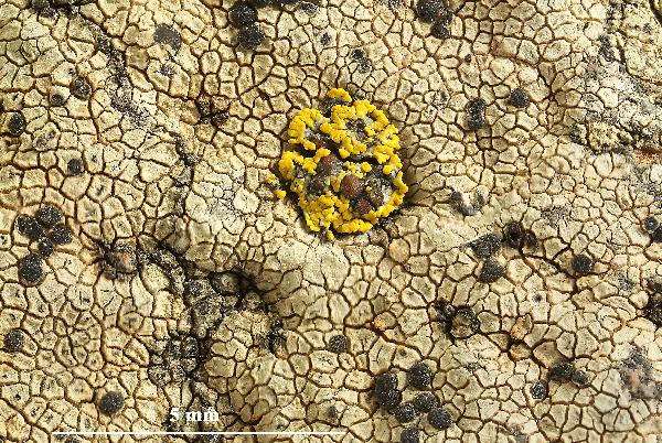 Caloplaca grimmiae (Nyl.) H. Olivier, Dryades Caloplaca grimmiae (Nyl.) H. Olivier