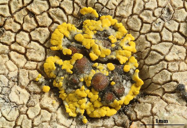 Caloplaca grimmiae (Nyl.) H. Olivier, Dryades Caloplaca grimmiae (Nyl.) H. Olivier