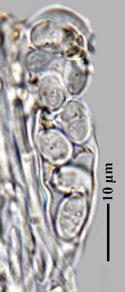 Caloplaca grimmiae (Nyl.) H. Olivier, Dryades Caloplaca grimmiae (Nyl.) H. Olivier