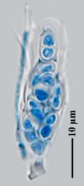 Caloplaca grimmiae (Nyl.) H. Olivier, Dryades Caloplaca grimmiae (Nyl.) H. Olivier