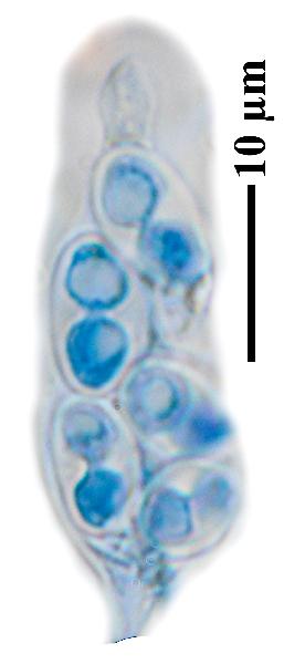 Caloplaca grimmiae (Nyl.) H. Olivier, Dryades Caloplaca grimmiae (Nyl.) H. Olivier
