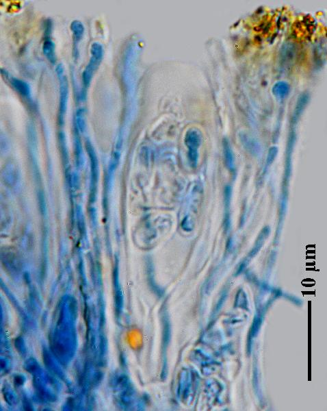 Caloplaca grimmiae (Nyl.) H. Olivier, Dryades Caloplaca grimmiae (Nyl.) H. Olivier