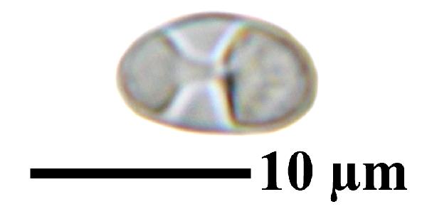 Caloplaca grimmiae (Nyl.) H. Olivier, Dryades Caloplaca grimmiae (Nyl.) H. Olivier