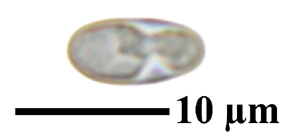 Caloplaca grimmiae (Nyl.) H. Olivier, Dryades Caloplaca grimmiae (Nyl.) H. Olivier