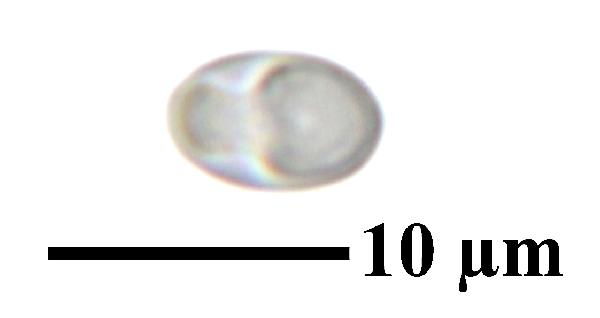 Caloplaca grimmiae (Nyl.) H. Olivier, Dryades Caloplaca grimmiae (Nyl.) H. Olivier