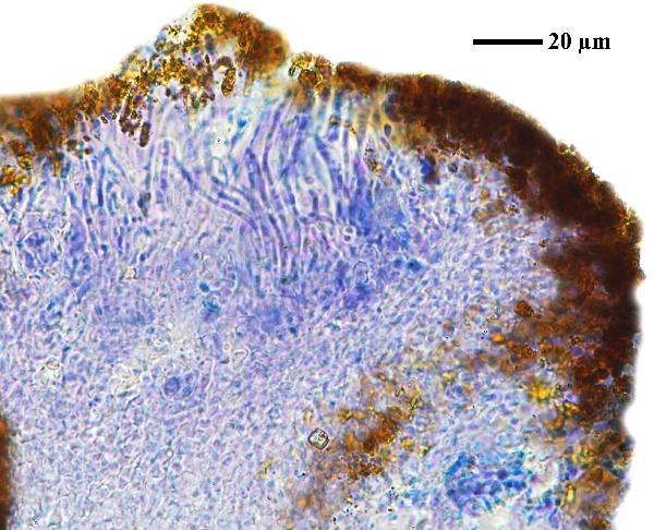 Caloplaca coccinea (Müll. Arg.) Poelt, Dryades Caloplaca coccinea (Müll. Arg.) Poelt