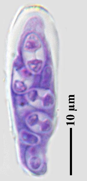 Caloplaca coccinea (Müll. Arg.) Poelt, Dryades Caloplaca coccinea (Müll. Arg.) Poelt