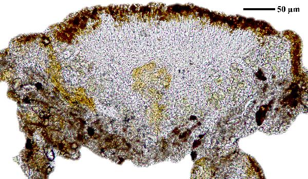 Caloplaca rubelliana (Ach.) Lojka, Dryades Caloplaca rubelliana (Ach.) Lojka