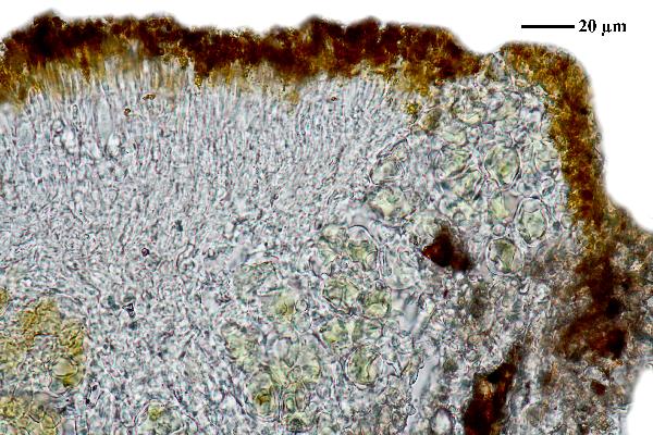 Caloplaca rubelliana (Ach.) Lojka, Dryades Caloplaca rubelliana (Ach.) Lojka