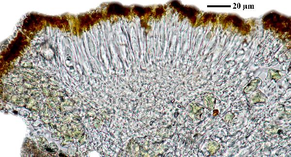 Caloplaca rubelliana (Ach.) Lojka, Dryades Caloplaca rubelliana (Ach.) Lojka
