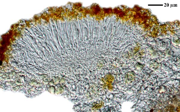 Caloplaca rubelliana (Ach.) Lojka, Dryades Caloplaca rubelliana (Ach.) Lojka